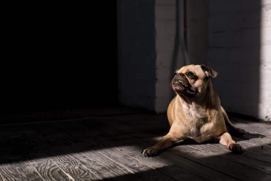 dog in the sun photo by Matthew Henry